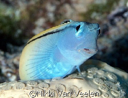 Blackline fangblenny taken at Campsite 3, Ras Mohamed Par... by Nikki Van Veelen 